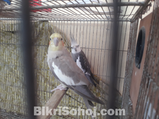 ককাটেল পাখি